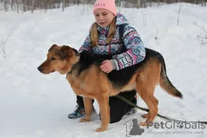 Photos supplémentaires: Le merveilleux chien Steve rêve d'un foyer.