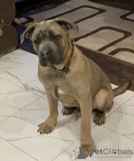 Photo №2 de l'annonce № 42696 de la vente cane corso - acheter à Fédération de Russie annonce privée