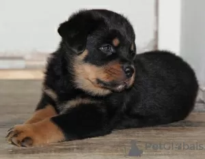 Photo №1. rottweiler - à vendre en ville de Bremen | Gratuit | Annonce №95052