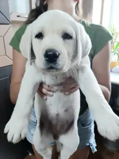 Photo №2 de l'annonce № 3529 de la vente labrador retriever - acheter à Fédération de Russie de la fourrière, éleveur