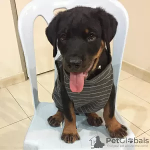 Photo №1. rottweiler - à vendre en ville de Gothenburg | 550€ | Annonce №88539