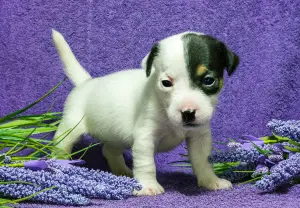 Photos supplémentaires: Chiots hétérosexuels Jack russell terrier