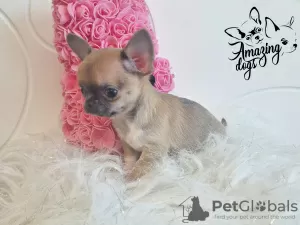 Photo №3. Garçon chihuahua mignon. Pologne