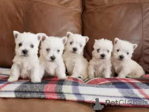 Photo №1. west highland white terrier - à vendre en ville de Viennaer | négocié | Annonce №82070