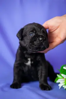 Photos supplémentaires: Superbes chiots Cane Corso