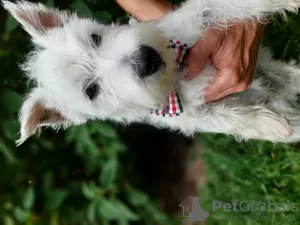 Photo №1. west highland white terrier - à vendre en ville de Brudzów | 311€ | Annonce №119426