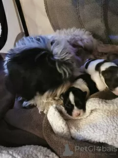 Photos supplémentaires: Chiot bichon havanais mâle chocolat et blanc