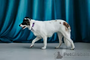 Photos supplémentaires: Le chien miniature Suri cherche un foyer !