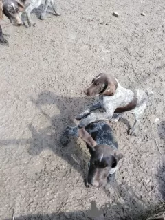 Photos supplémentaires: Chiots Dradhaar à vendre