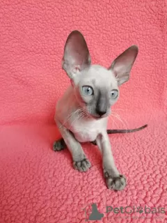 Photo №1. cornish rex - à vendre en ville de Мюнхенбернсдорф | 250€ | Annonce № 30004