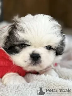 Photos supplémentaires: Chiots Pékinois à vendre