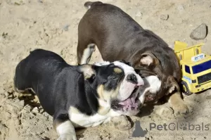 Photos supplémentaires: Chiots bouledogues anglais