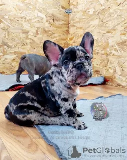 Photo №1. bouledogue - à vendre en ville de Saint-Pétersbourg | 1893€ | Annonce №34712