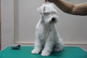 Photo №4. Je vais vendre schnauzer miniature en ville de Novosibirsk. annonce privée - prix - 354€