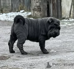 Photo №3. Shar Pei Chiot FCI. Pologne