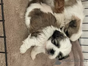 Photo №4. Je vais vendre shih tzu en ville de Düsseldorf.  - prix - Gratuit