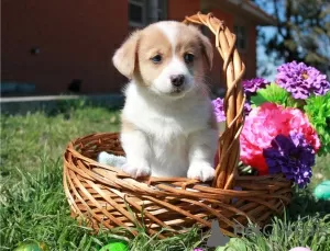 Photo №1. welsh corgi - à vendre en ville de Bennäs | Gratuit | Annonce №127896