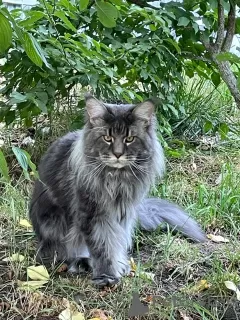 Photos supplémentaires: Chatons Maine Coons