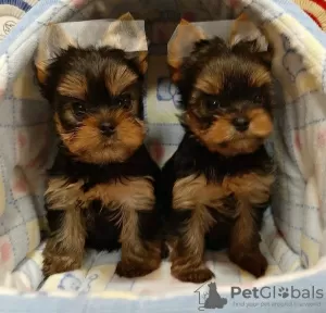 Photo №2 de l'annonce № 43045 de la vente yorkshire terrier - acheter à Allemagne éleveur