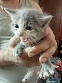 Photos supplémentaires: Chatons pelucheux d'un chat persan