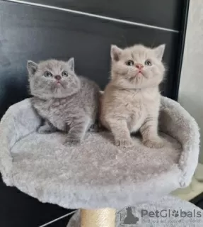 Photo №1. british shorthair - à vendre en ville de Mäinnikkö | Gratuit | Annonce № 115777