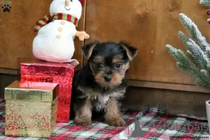 Photo №3. MAGNIFIQUE MINIATURE YORKSHIRE TERRIER. Allemagne