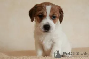 Photo №2 de l'annonce № 9742 de la vente jack russell terrier - acheter à Fédération de Russie éleveur