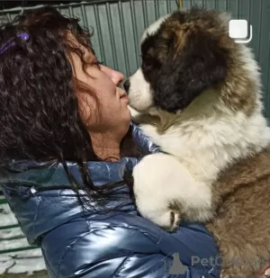 Photo №3. Chiots de race Saint-Bernard à vendre. Fédération de Russie