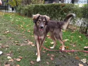 Photo №2 de l'annonce № 111594 de la vente chien bâtard - acheter à Fédération de Russie annonce privée