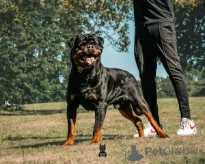 Photos supplémentaires: Kennel Club a enregistré de magnifiques chiots Rottweiler