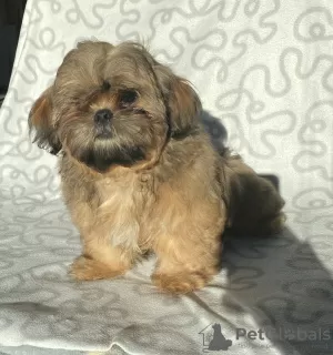 Photos supplémentaires: Gène de chocolat de chien Shih Tzu, certificat de naissance, disponible pour le