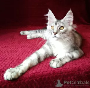 Photo №1. maine coon - à vendre en ville de Barnaul | négocié | Annonce № 43452