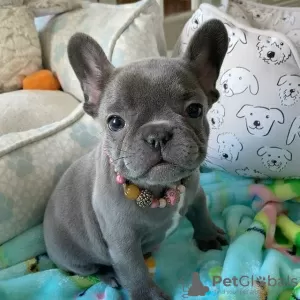 Photo №3. Süße Französische Bulldogge Welpen zu verkaufen. Allemagne