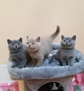 Photo №1. british shorthair - à vendre en ville de Vienna | Gratuit | Annonce № 127197