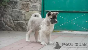 Photo №4. Je vais vendre akita américain en ville de Zaporijia. annonce privée - prix - 507€