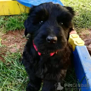 Photo №1. terrier noir russe - à vendre en ville de Vilnius | négocié | Annonce №119696