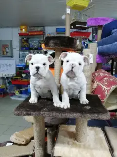 Photos supplémentaires: Des bébés bulldog anglais prêts à emménager dans une nouvelle maison