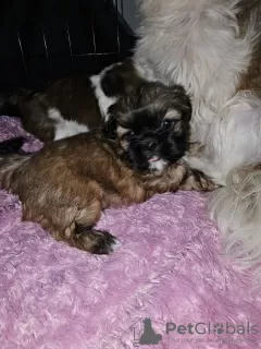 Photo №1. shih tzu - à vendre en ville de Clermont | 246€ | Annonce №82238