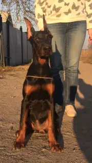 Photo №2 de l'annonce № 3099 de la vente dobermann - acheter à Ukraine de la fourrière