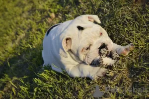 Photos supplémentaires: Garçons de bouledogue anglais