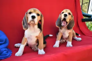 Photo №1. beagle - à vendre en ville de Moscou | 286€ | Annonce №2263