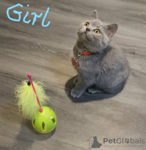 Photo №4. Je vais vendre british shorthair en ville de Стамбул.  - prix - Gratuit