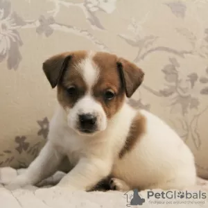 Photo №1. jack russell terrier - à vendre en ville de Москва | 0€ | Annonce №81438