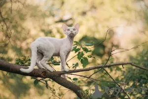 Photo №1. devon rex - à vendre en ville de Москва | 1442€ | Annonce № 20686