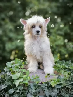 Photos supplémentaires: chien chinois à crête