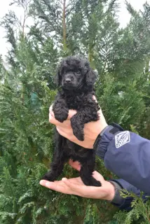 Photo №4. Je vais vendre caniche (nain) en ville de Minsk. de la fourrière - prix - Négocié