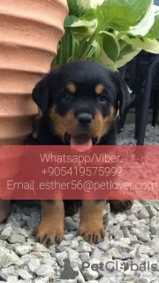 Photo №1. rottweiler - à vendre en ville de Volgograd | 426€ | Annonce №107025