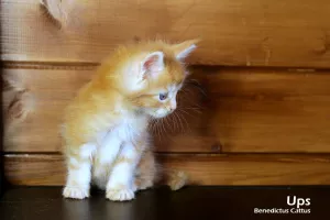 Photos supplémentaires: Maine Coon chaton garçon en marbre rouge