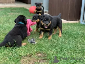 Photo №1. rottweiler - à vendre en ville de Москва | 300€ | Annonce №36514