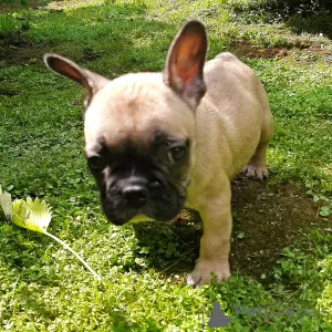 Photos supplémentaires: chiots bouledogue francais a vendre